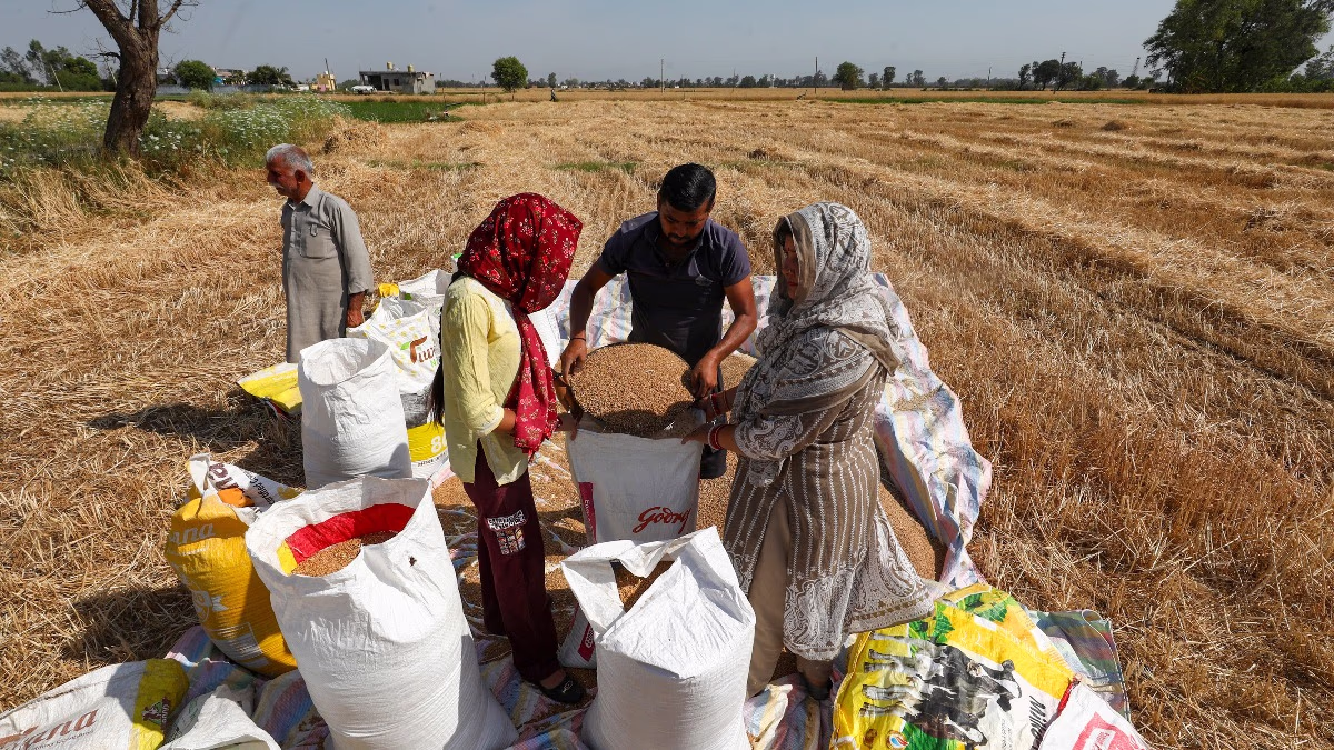 Farmers near the international border in Jammu are packing the harvested wheat crop into sacks.
