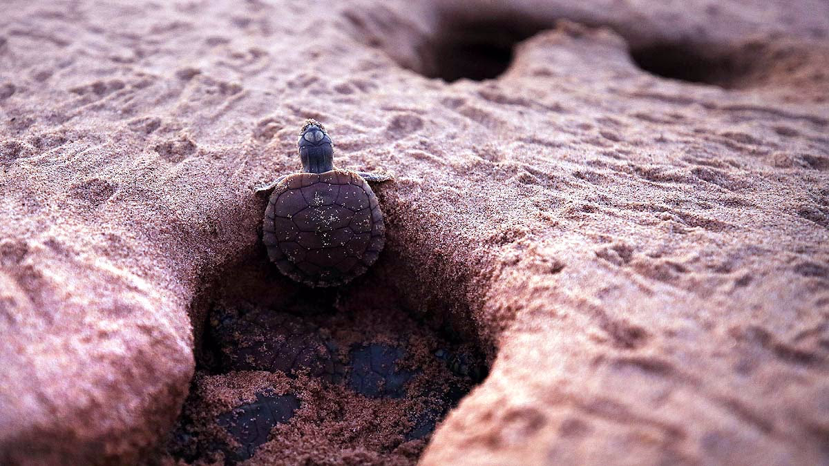 Majestic Amazon Turtle