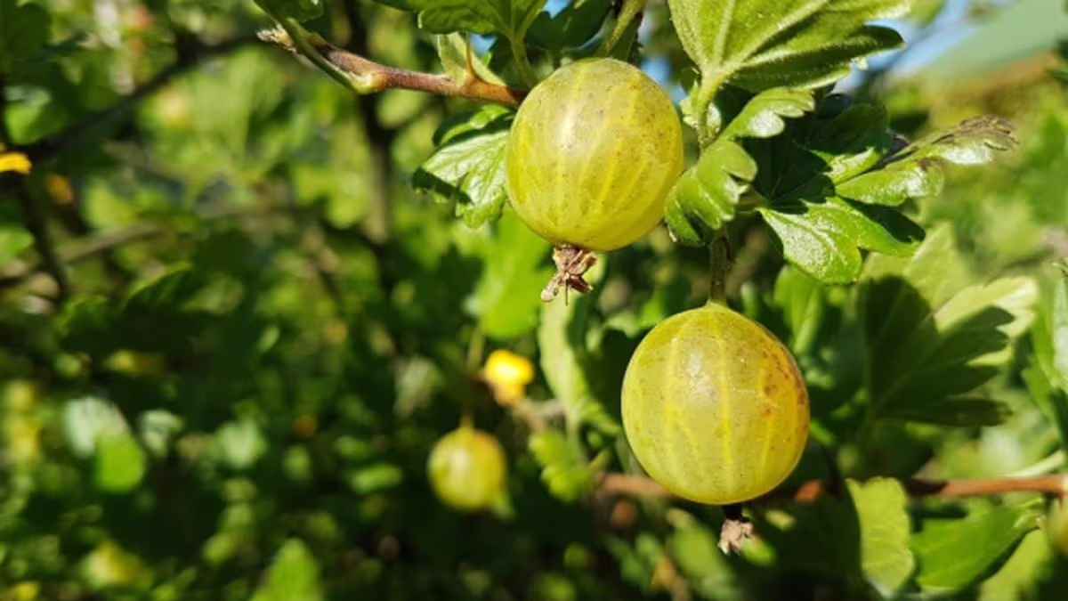 Amla