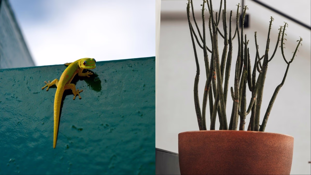 keep lizards away with plants