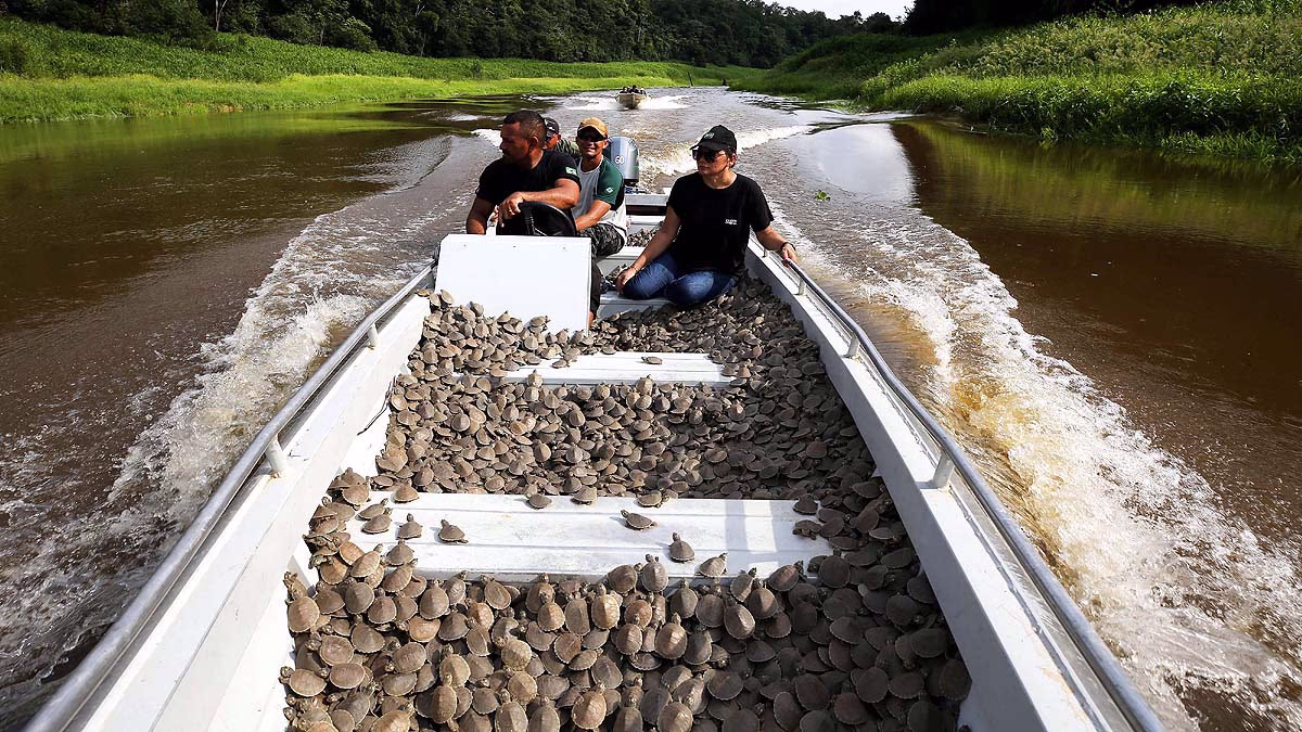 Majestic Amazon Turtle