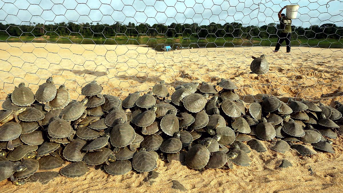 Majestic Amazon Turtle