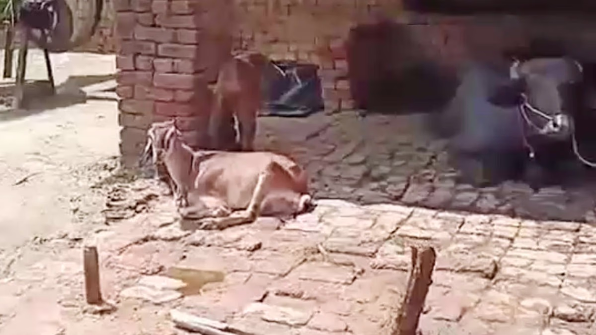Abuse after rape of minor and goat