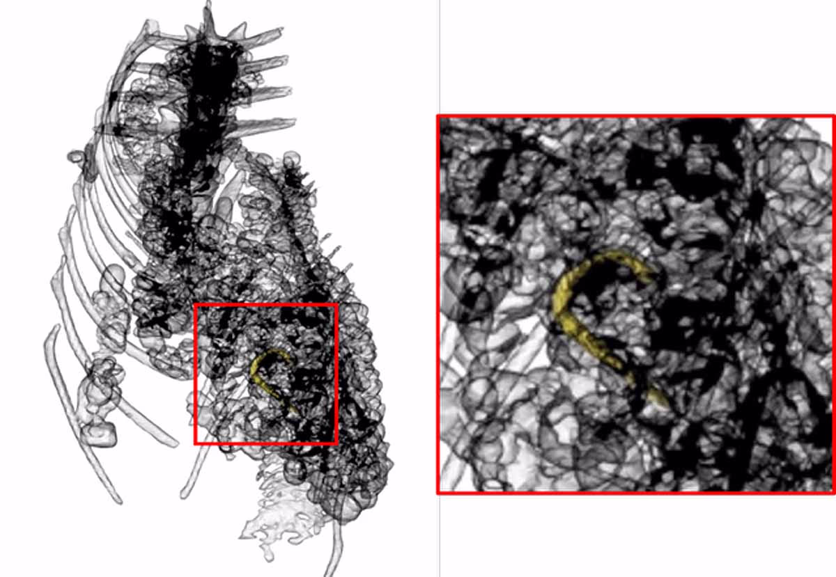 Egypt, Crocodile Mummy, CT Scan, Last Meal
