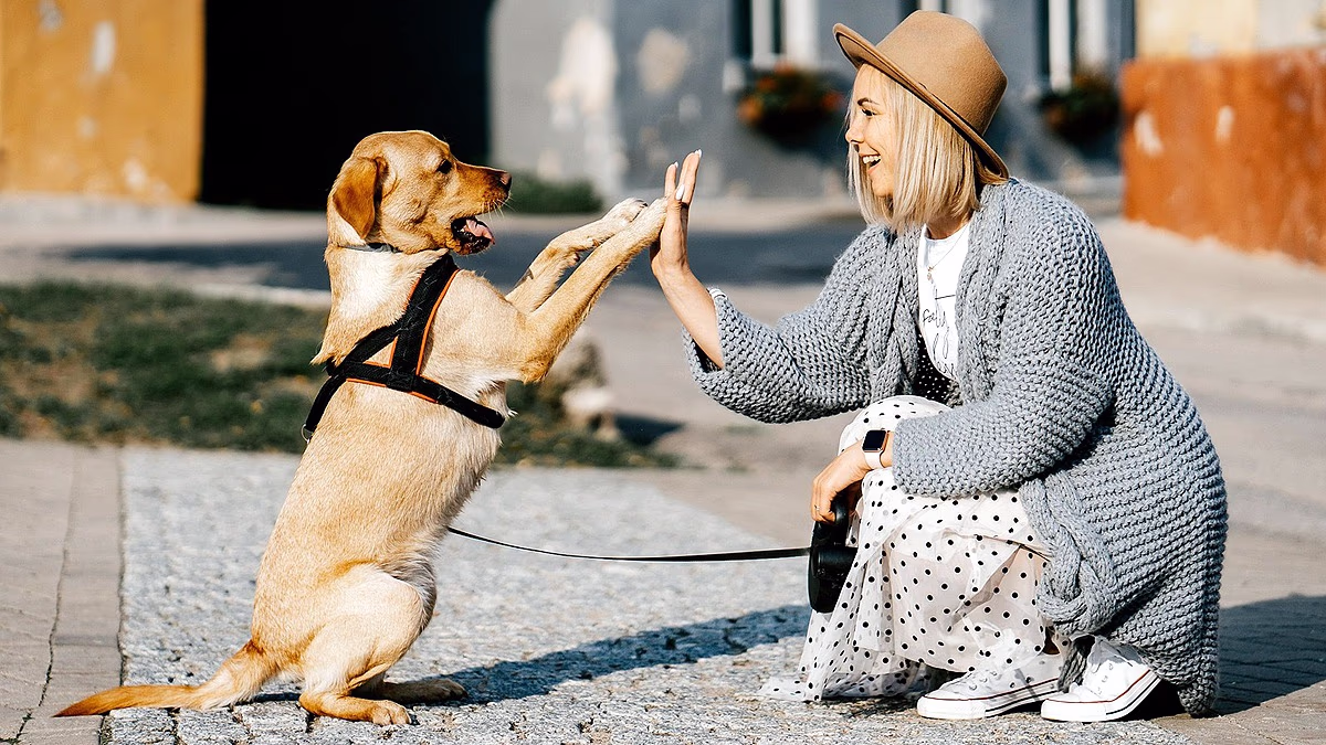 least dangerous dogs