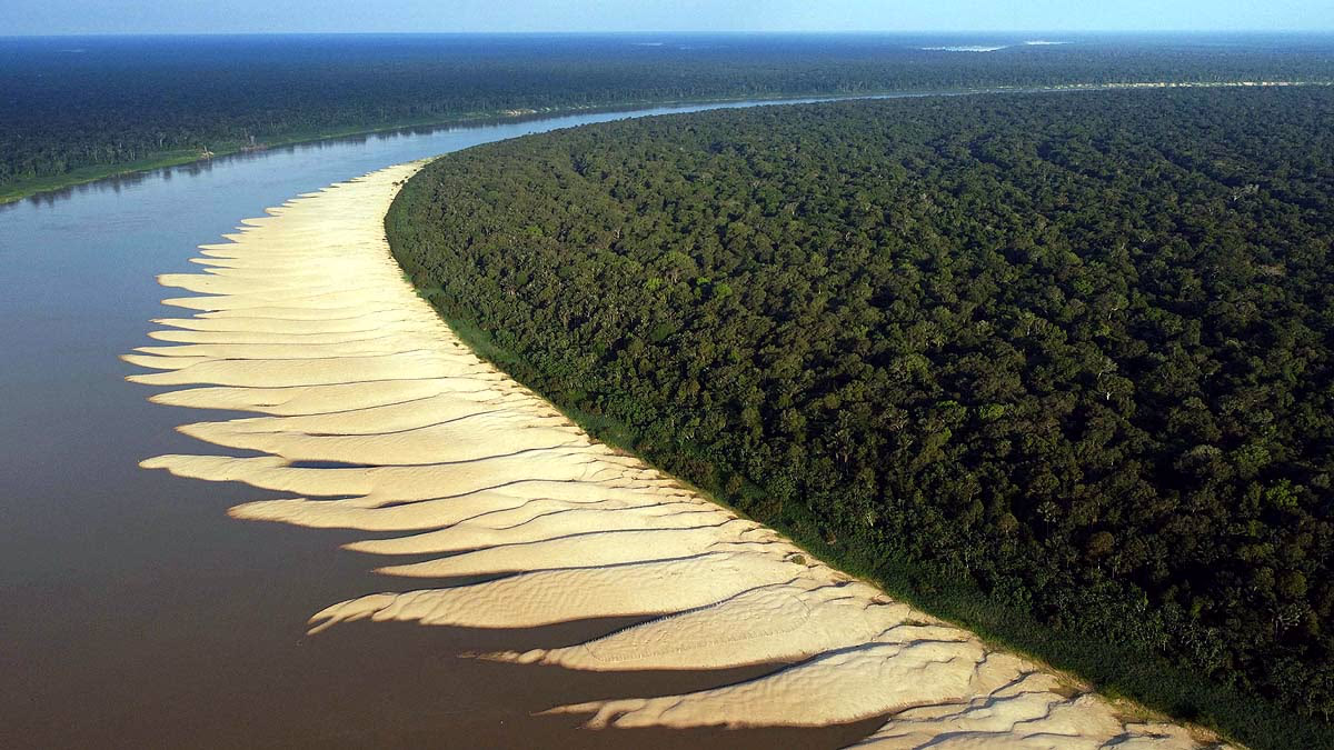 Majestic Amazon Turtle