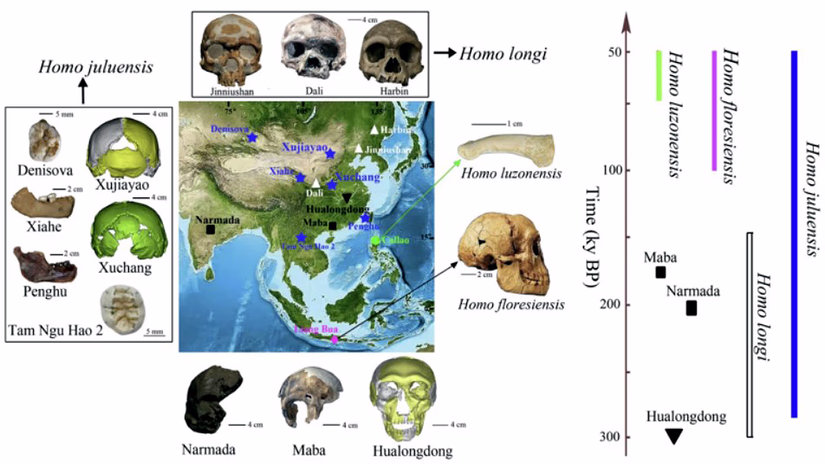 Fascinating New Human Species Unearthed