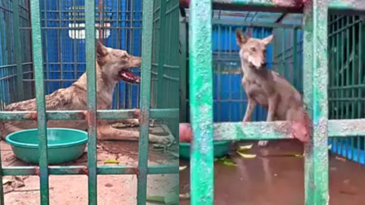 Fourth wolf captured in Bahraich