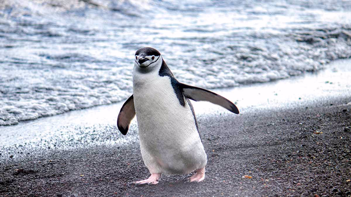Distressed Penguins on Robben Island