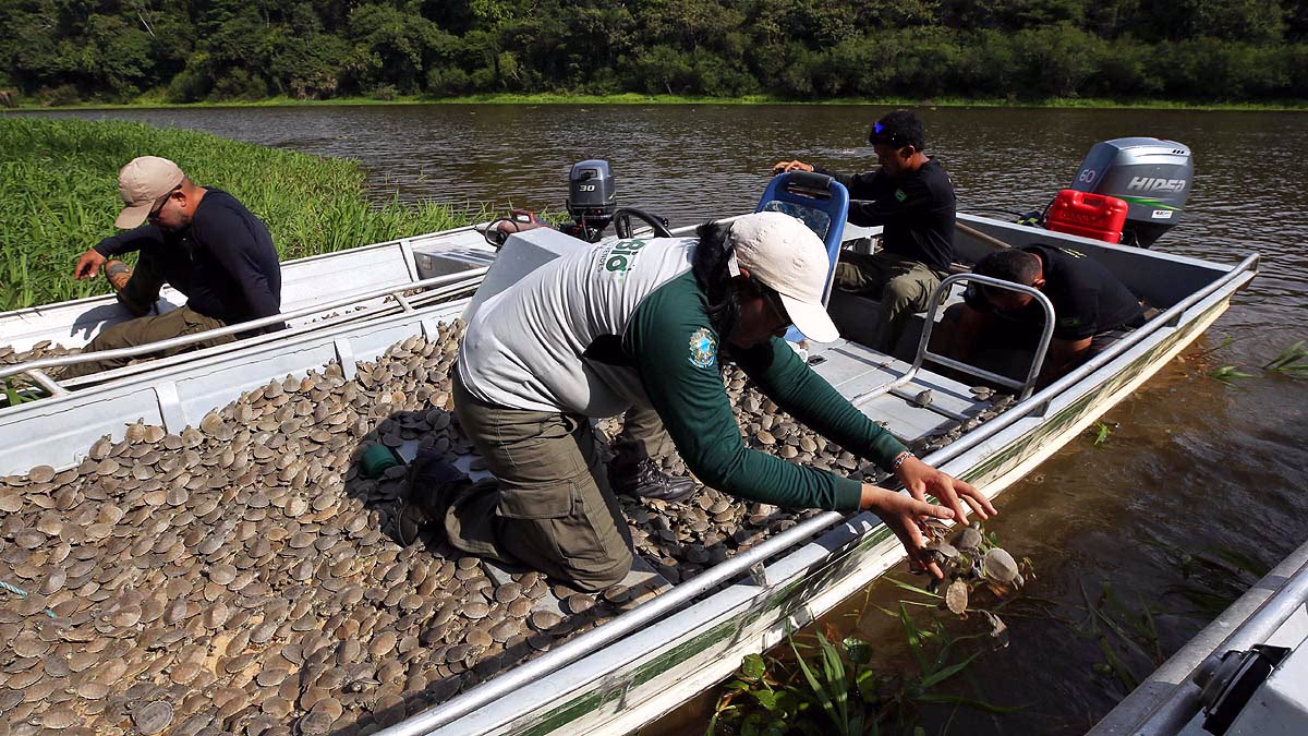 Majestic Amazon Turtle