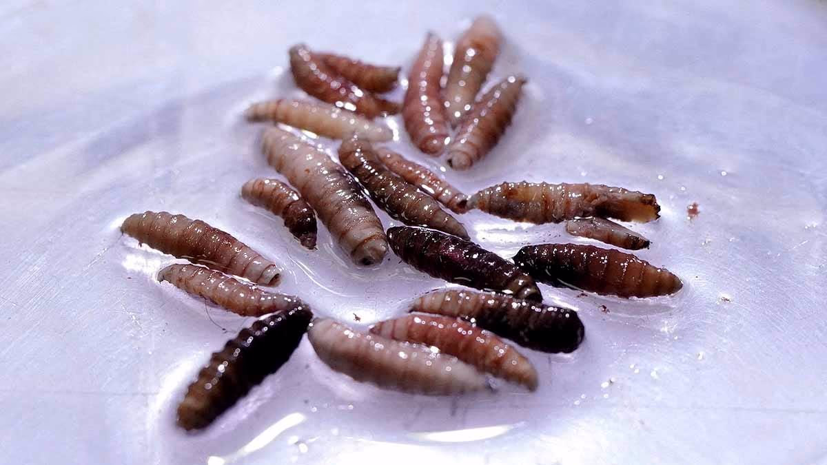 Flesh-eating parasite